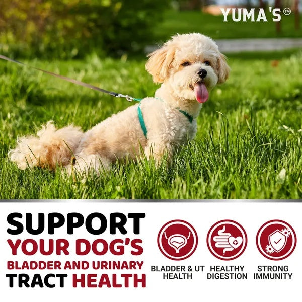 Dog UTI Support Chews
