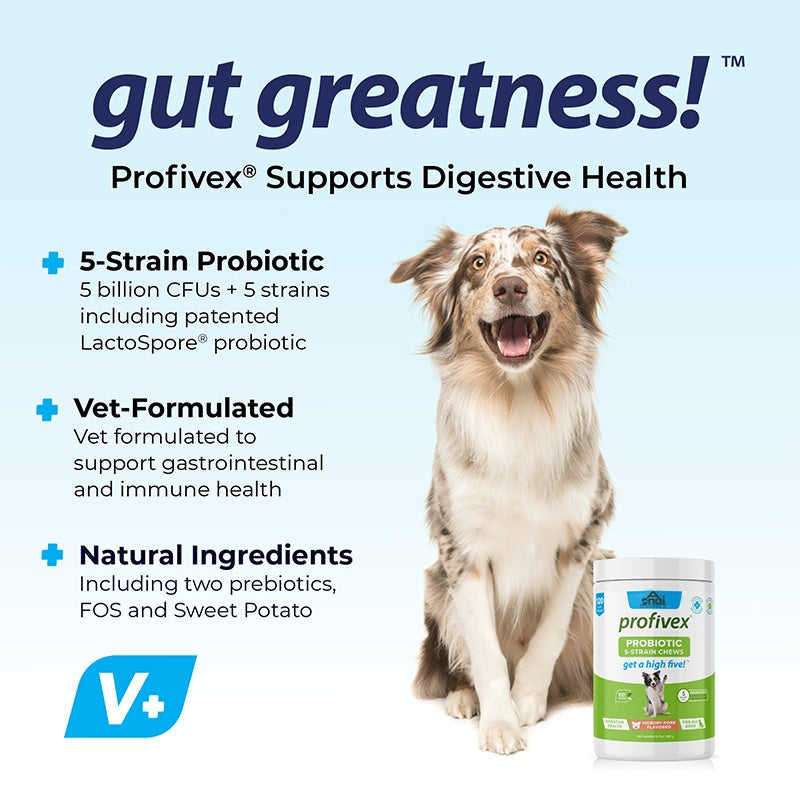 Probiotic Chews for Dogs