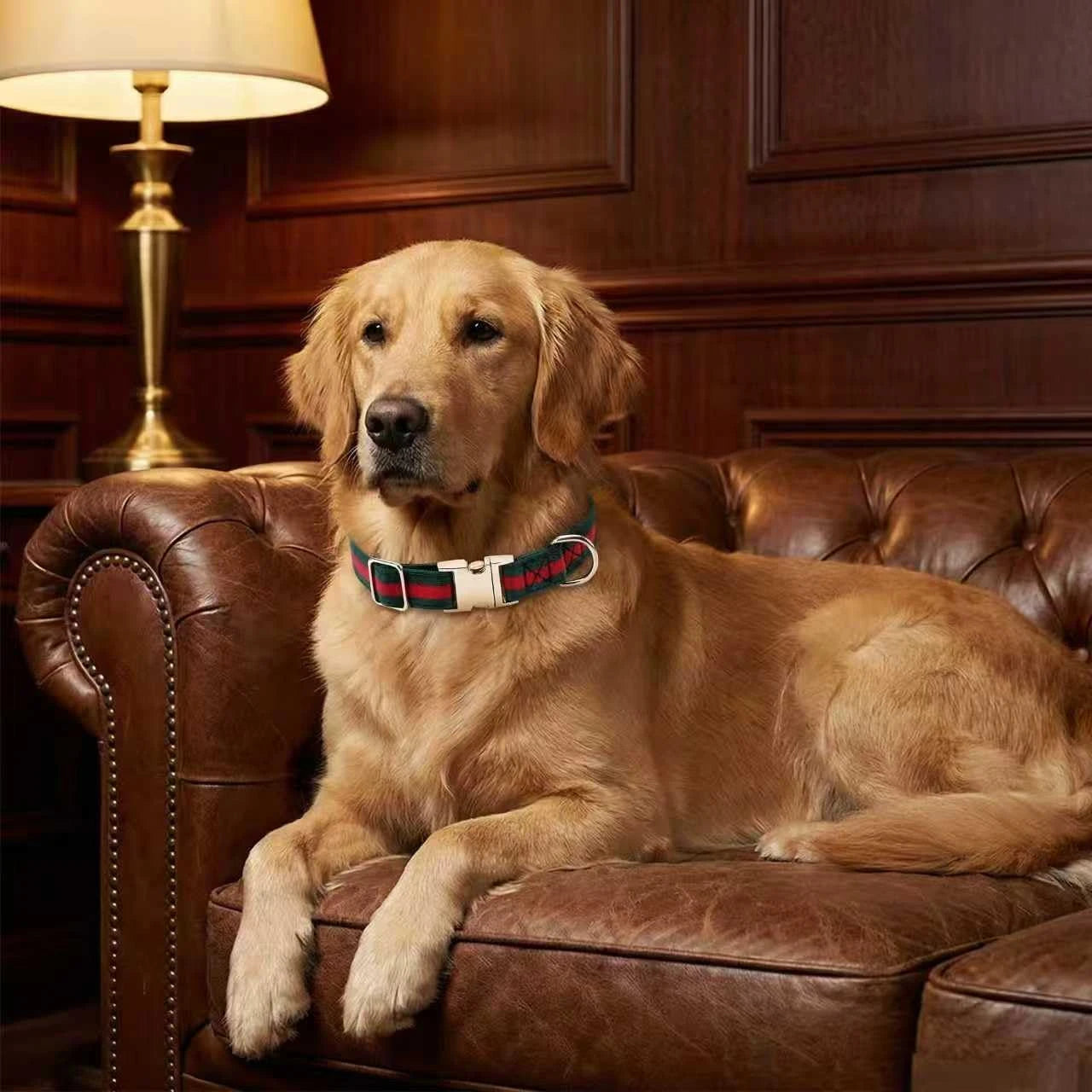 Cute Luxury Dog Collar