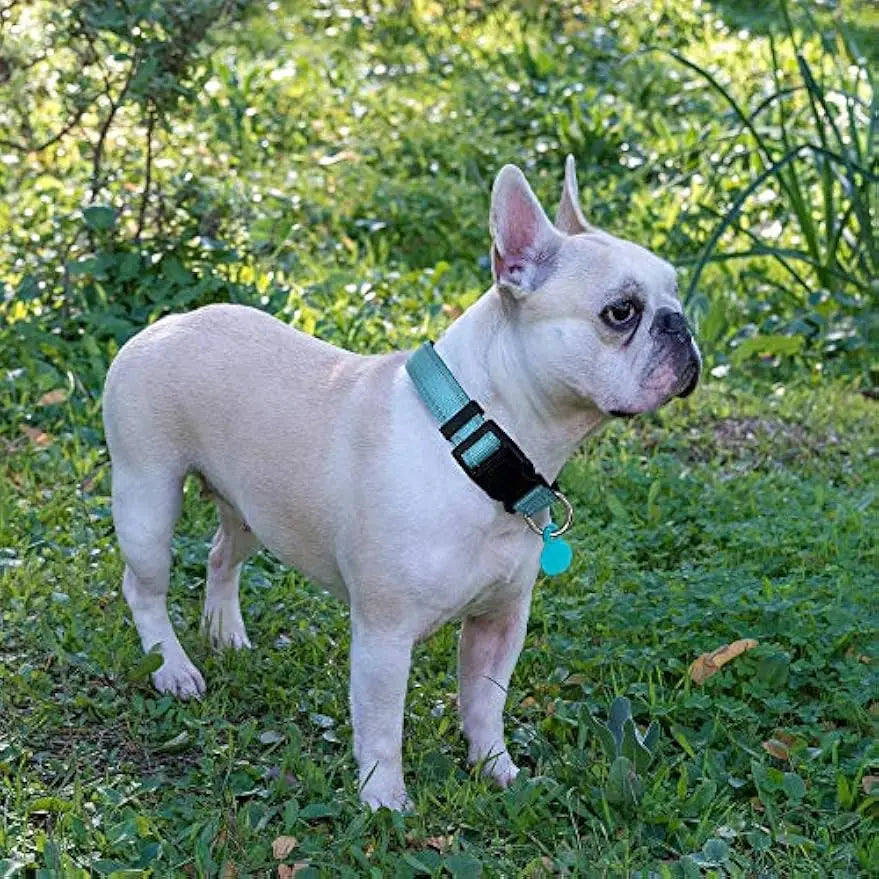 Reflective Padded Dog Collar & Leash Set