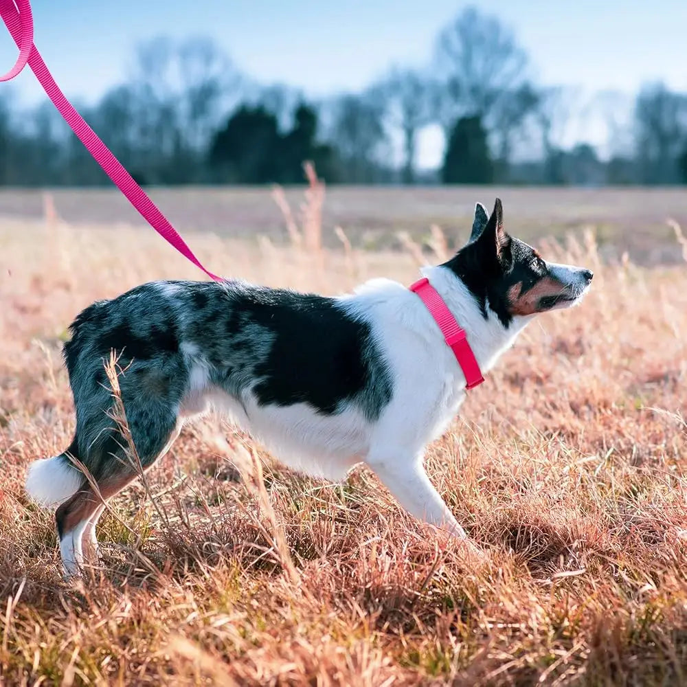 Durable Nylon Dog Collar & Leash Set
