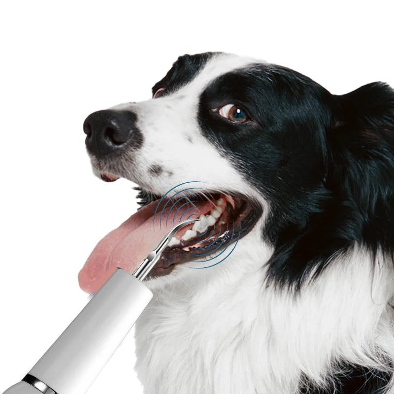 Electric Pet Ultrasonic Scaler
