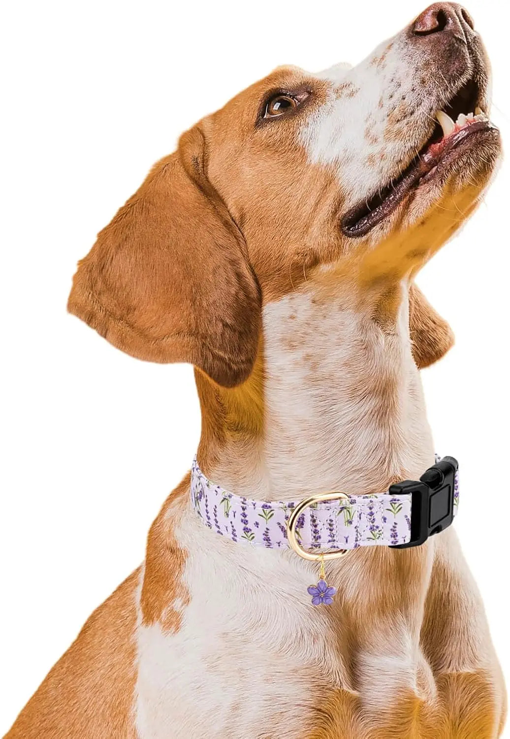 Personalized Purple Lavender Dog Collar