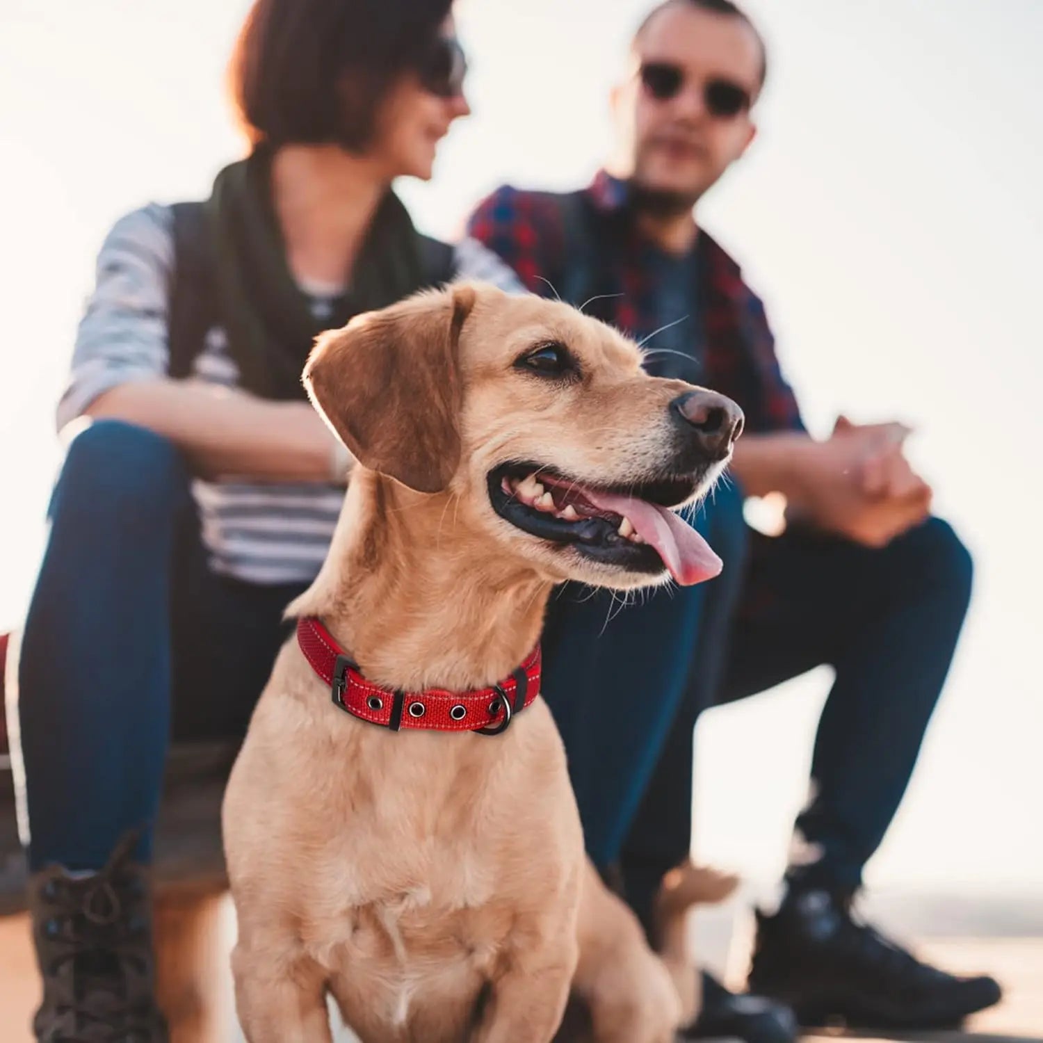 Heavy Duty Dog Collar