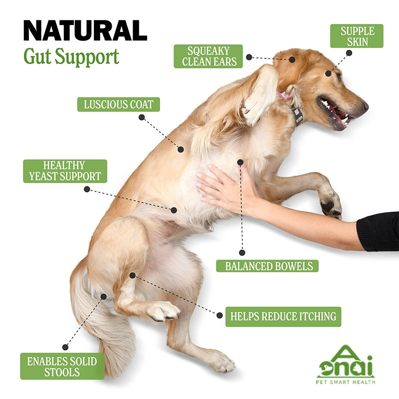 Probiotic Chews for Dogs